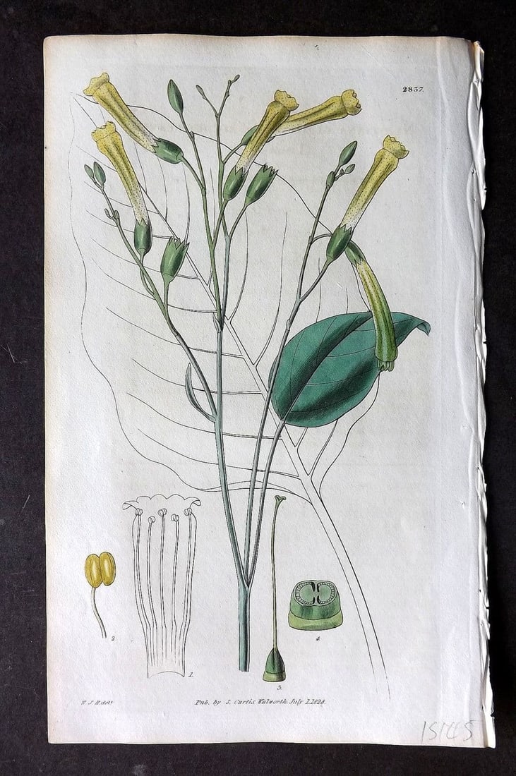 Curtis, William 1828 HCol Botanical Print. Glaucous Leaved Tobacco 2837 (1 of 1)