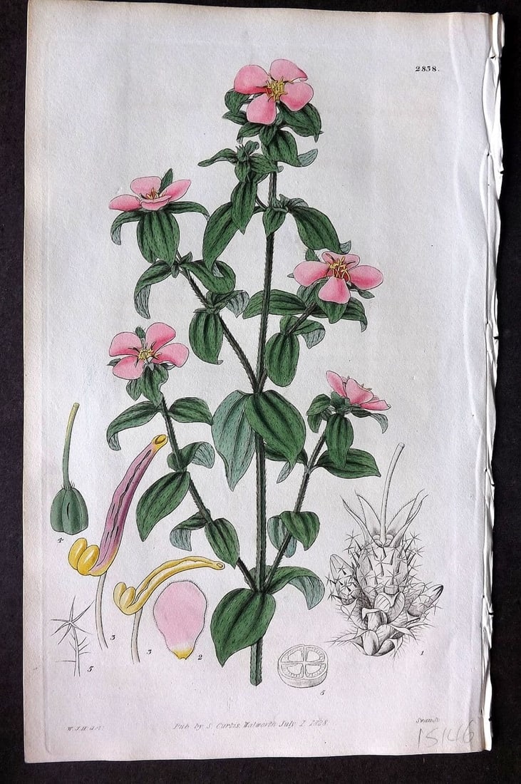 Curtis, William 1828 HCol Botanical Print. Cluster Flowered Osbeckia 2838 (1 of 1)