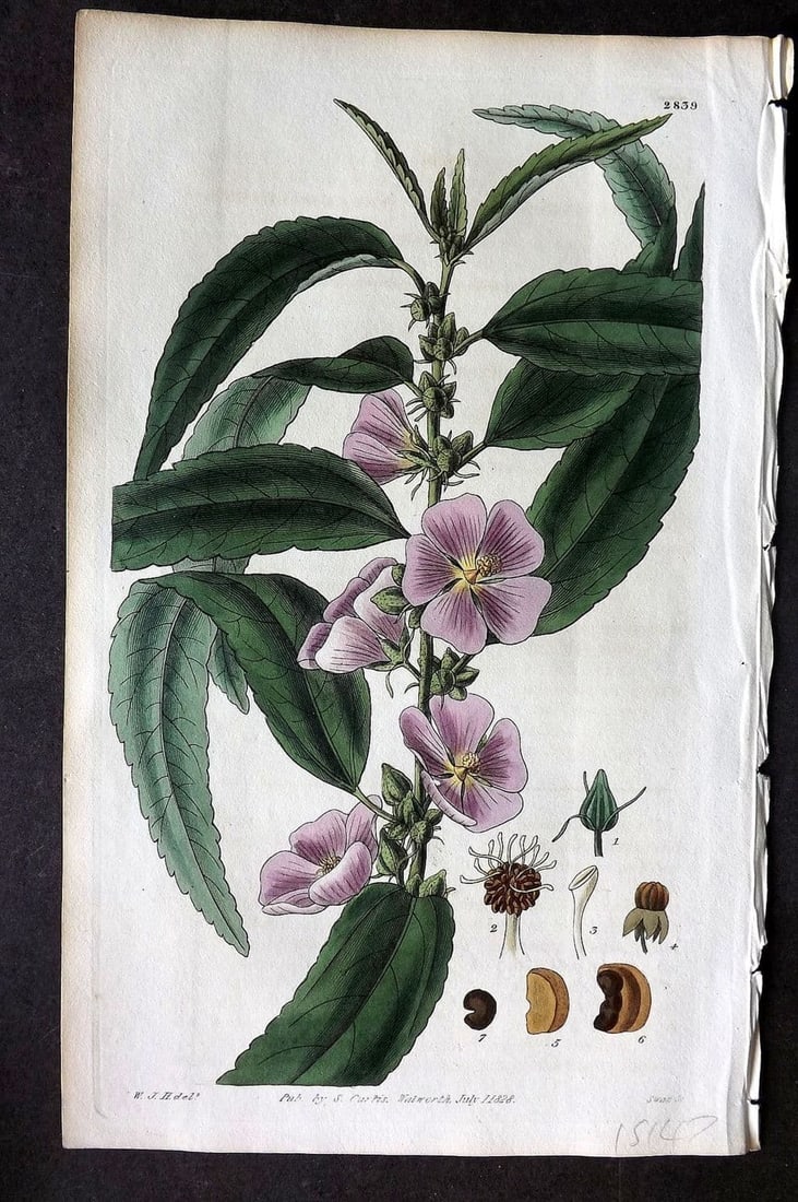Curtis, William 1828 HCol Botanical Print. Narrow Leaved Mallow 2839 (1 of 1)