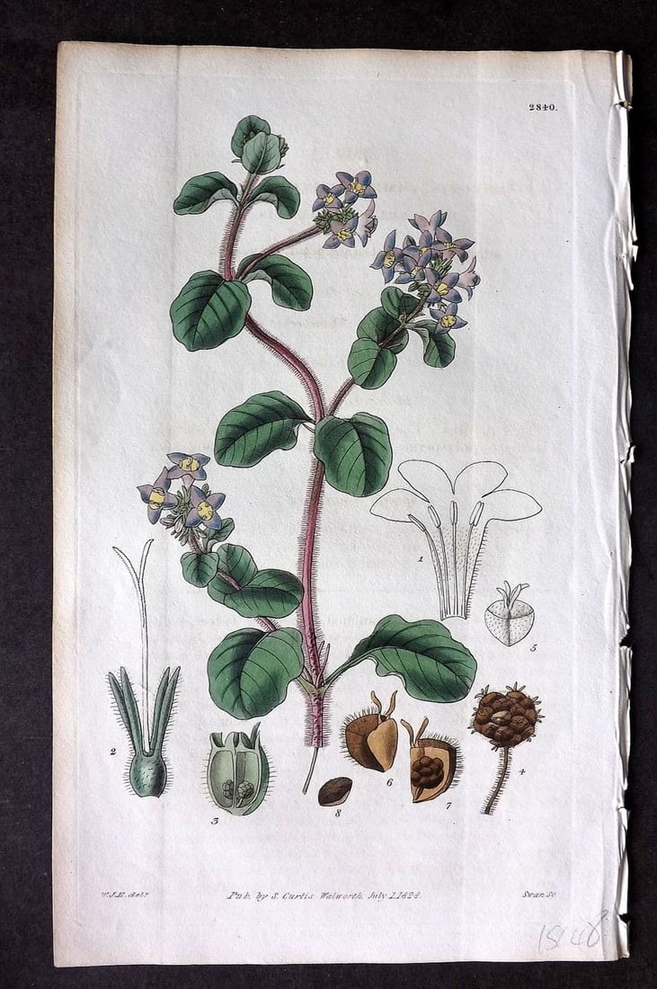 Curtis, William 1828 HCol Botanical Print. Bell Flowered Hedyotis 2840 (1 of 1)