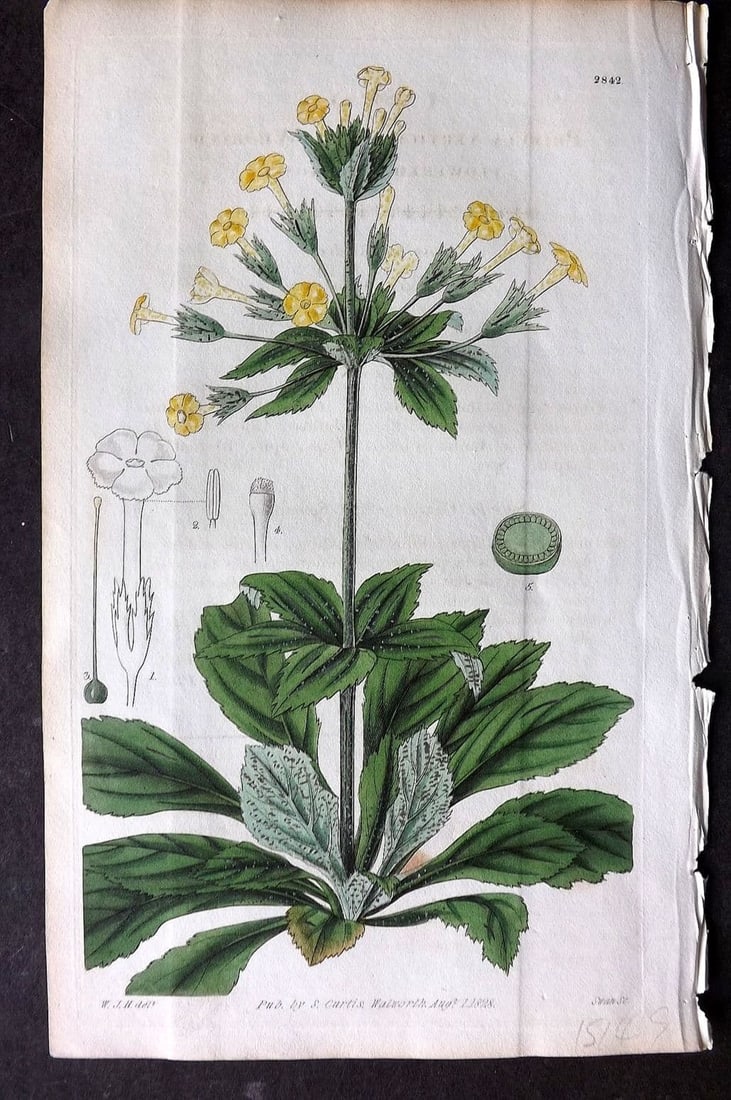 Curtis, William 1828 HCol Botanical Print. Whorled Flowered Primrose 2842: Antique Engraving/Etching Published 1787-1904, London for "The Botanical Magazine; or Flower-Garden Displayed" and later "Curtis's Botanical Magazine..." by William Curtis, continued by John Simms and