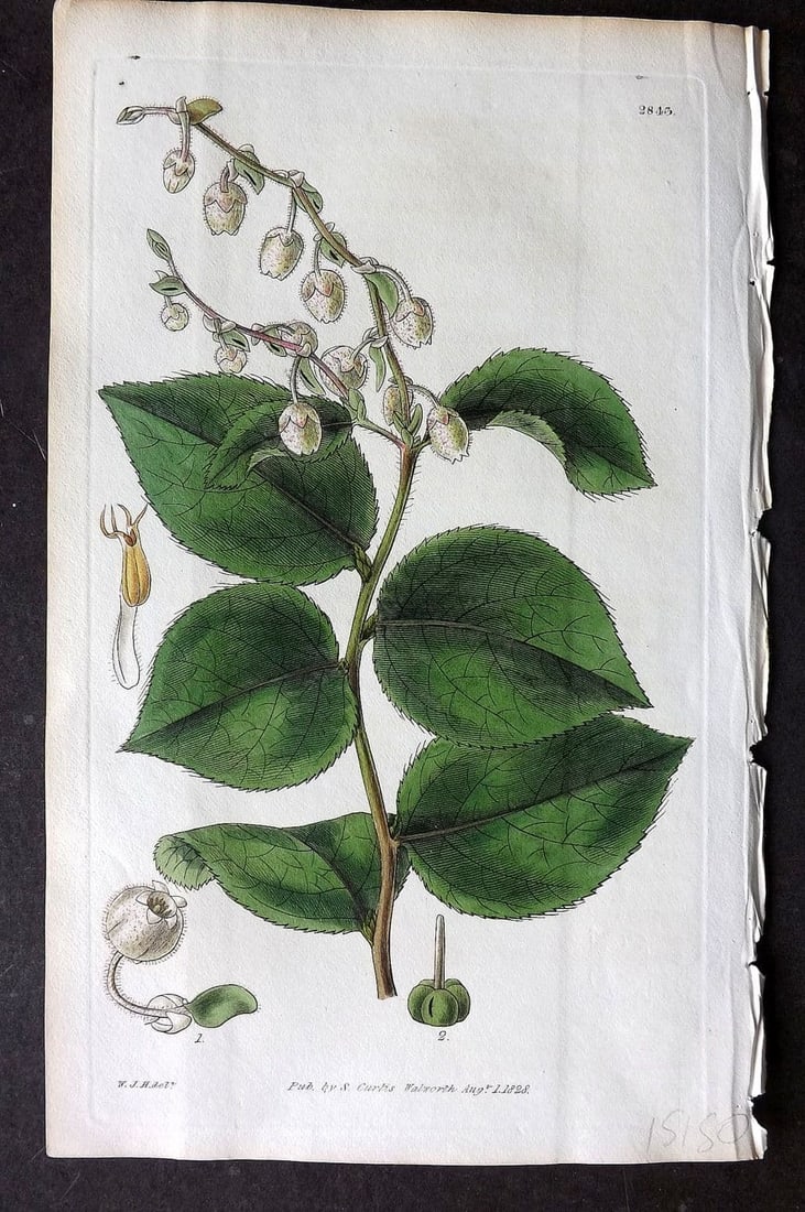 Curtis, William 1828 HCol Botanical Print. Shallon Gaultheria 2843: Antique Engraving/Etching Published 1787-1904, London for "The Botanical Magazine; or Flower-Garden Displayed" and later "Curtis's Botanical Magazine..." by William Curtis, continued by John Simms and