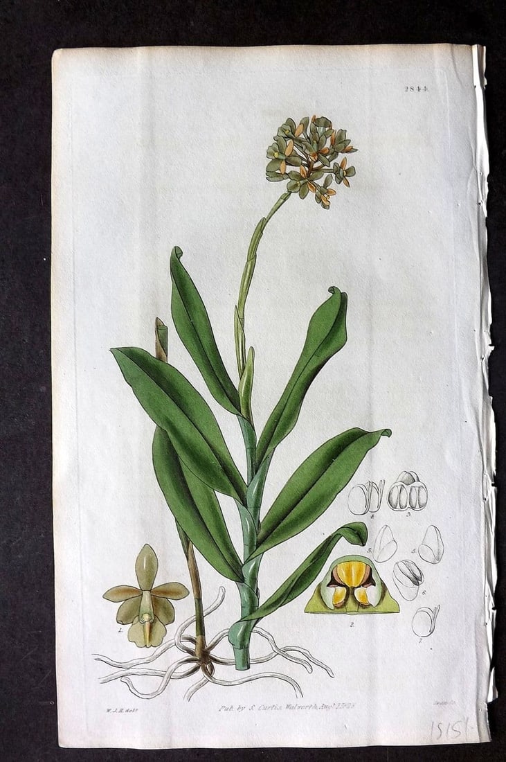 Curtis, William 1828 HCol Botanical Print. Dingy Flowered Epidendrum 2844: Antique Engraving/Etching Published 1787-1904, London for "The Botanical Magazine; or Flower-Garden Displayed" and later "Curtis's Botanical Magazine..." by William Curtis, continued by John Simms and