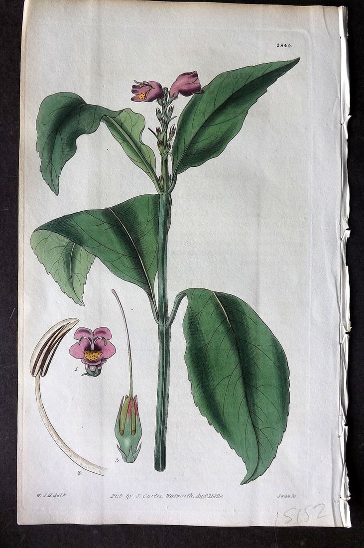Curtis, William 1828 HCol Botanical Print. Square Stalked Justica 2845: Antique Engraving/Etching Published 1787-1904, London for "The Botanical Magazine; or Flower-Garden Displayed" and later "Curtis's Botanical Magazine..." by William Curtis, continued by John Simms and