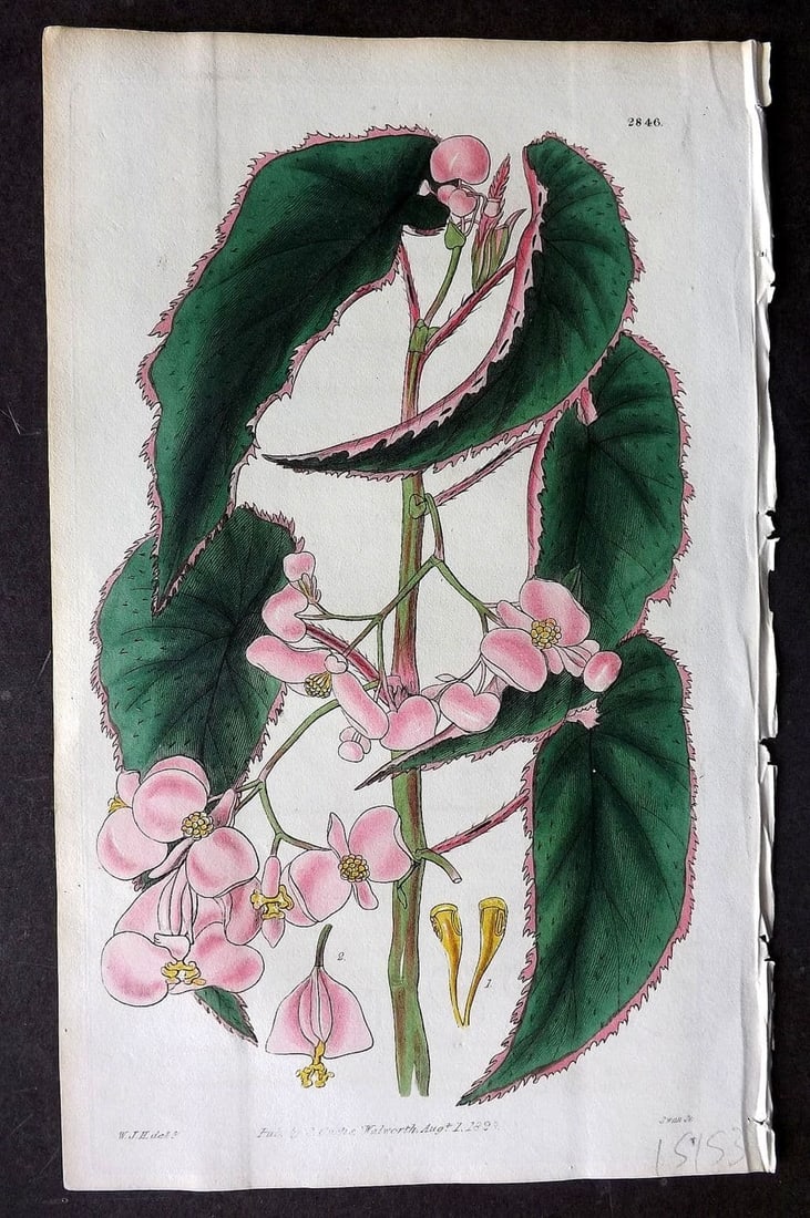 Curtis, William 1828 HCol Botanical Print. Papillose Begonia 2846 (1 of 1)