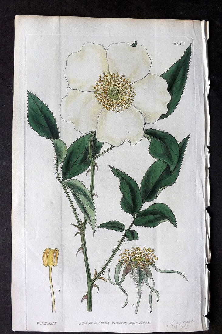 Curtis, William 1828 HCol Botanical Print. Three Leaved Chinese Rose 2847 (1 of 1)