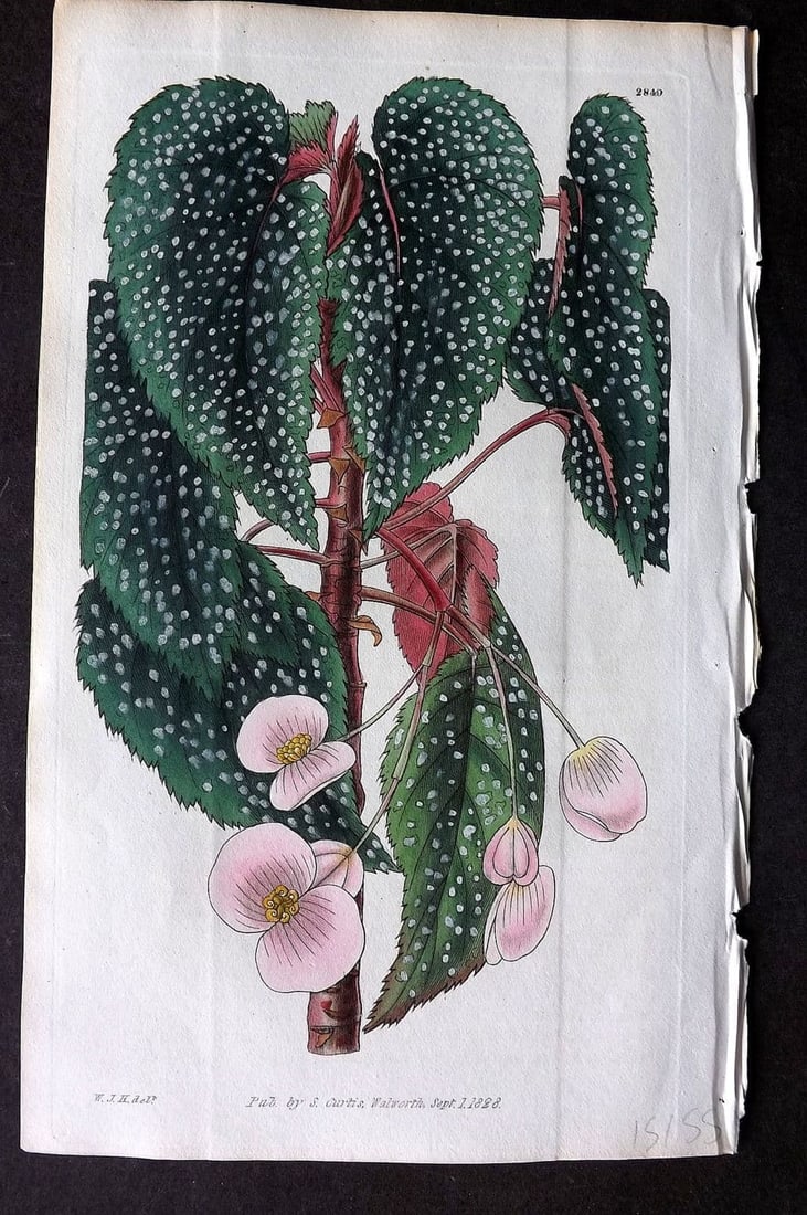 Curtis, William 1828 HCol Botanical Print. Two-Petaled Begonia 2849 (1 of 1)