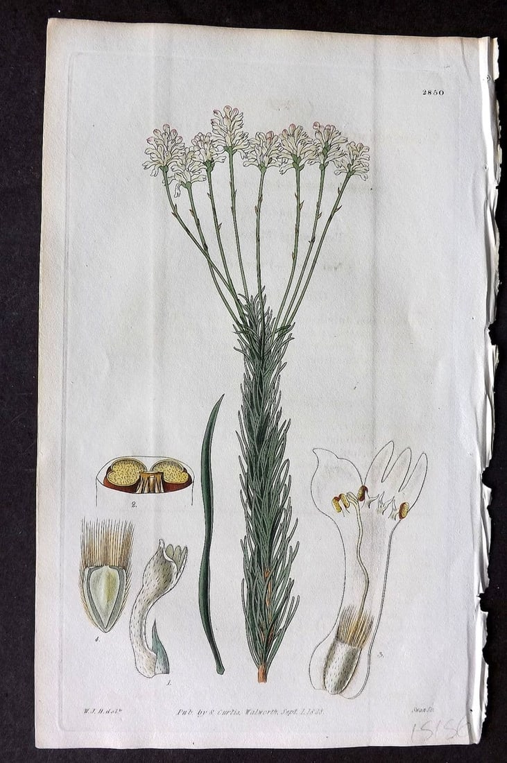 Curtis, William 1828 HCol Botanical Print. Heath-Leaved Conospermum 2850: Antique Engraving/Etching Published 1787-1904, London for "The Botanical Magazine; or Flower-Garden Displayed" and later "Curtis's Botanical Magazine..." by William Curtis, continued by John Simms and