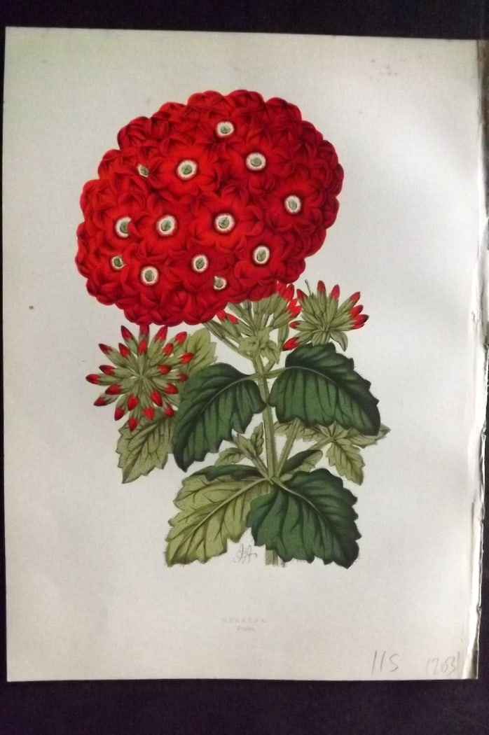 Hibberd, Shirley 1866 Antique Botanical Print. Verbena: Color Printed Woodblocks (Some with additional hand color) Published 1866, London for "Greenhouse Favourites?" by Shirley Hibberd. Paper Size: 9.5 x 7 inch (24 x 18cm) Good Condition
