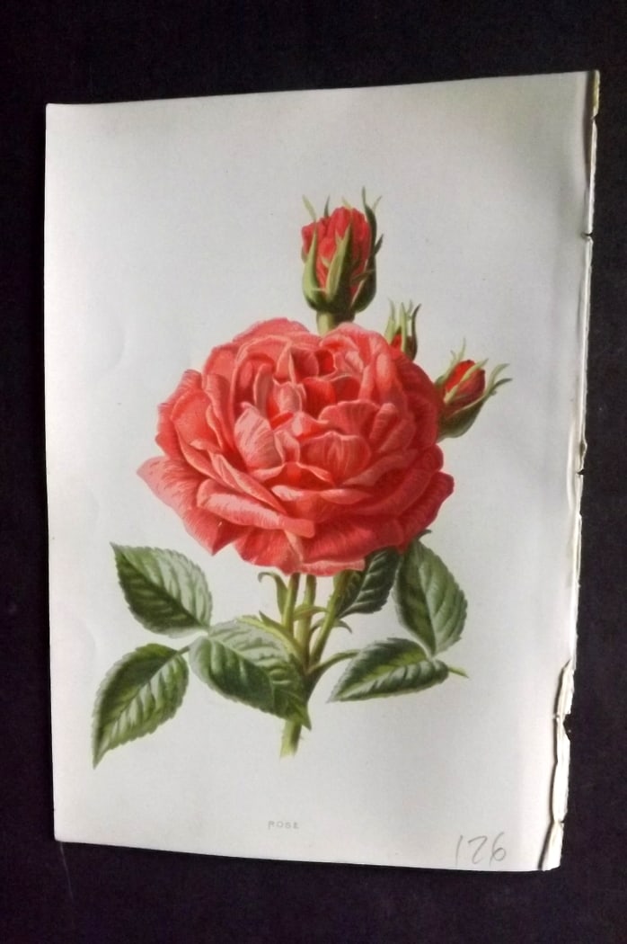 Hulme, Edward C1880 First Edition Botanical Print. Rose: Chromolithographs Published C1880, London for "Familiar Garden Flowers" First Edition by F. Edward Hulme & Shirley Hibberd. Paper Size: 7.5 x 5 inch (19 x 13cm) Good Condition