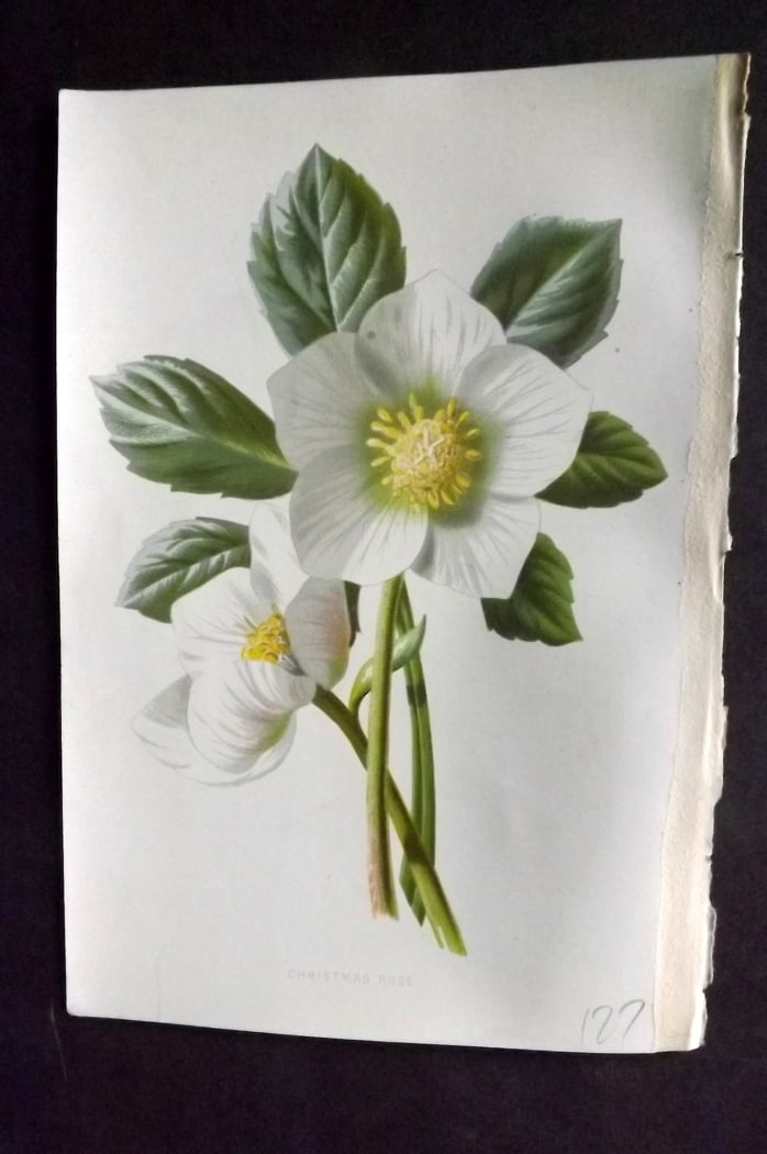 Hulme, Edward C1880 First Edition Botanical Print. Christmas Rose: Chromolithographs Published C1880, London for "Familiar Garden Flowers" First Edition by F. Edward Hulme & Shirley Hibberd. Paper Size: 7.5 x 5 inch (19 x 13cm) Paper surface loss to edge of right mar