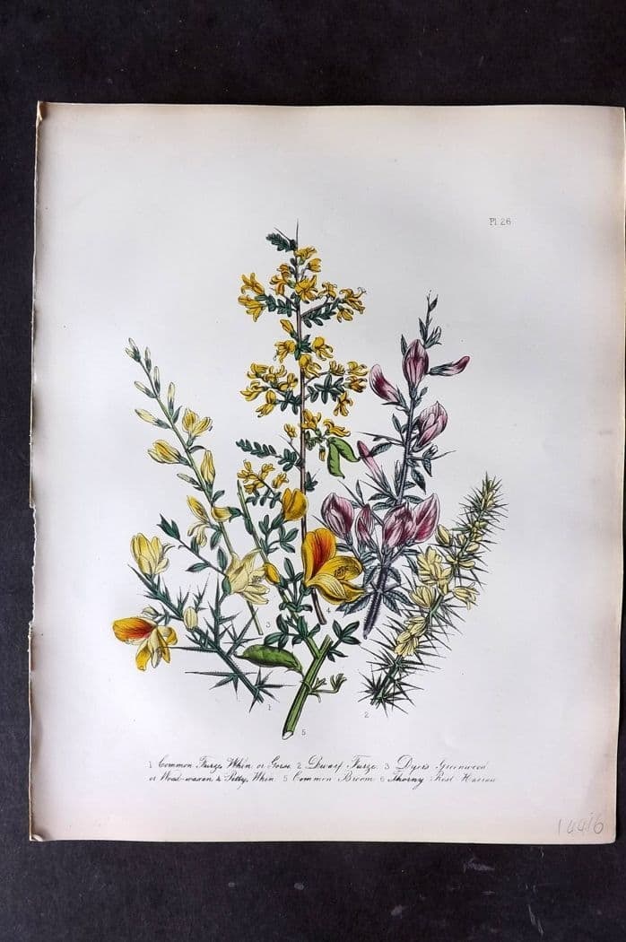Loudon, Mrs Jane 1849 Botanical Print. Furze, Dyer's Green Weed, Whin, Broom, Harrow 26 (1 of 1)
