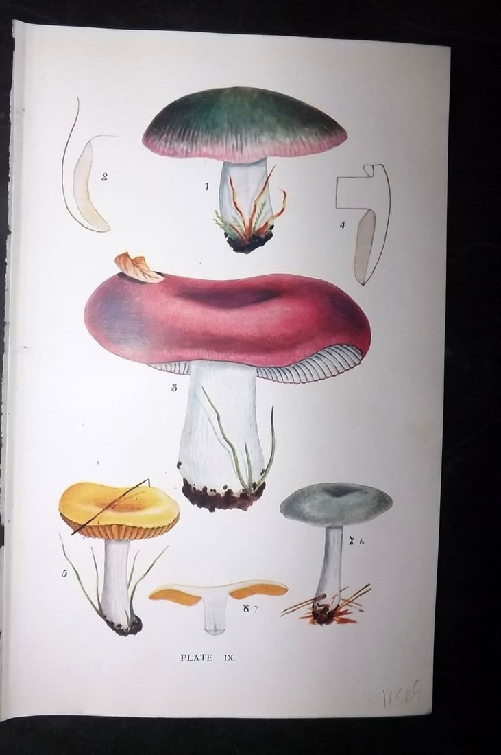 Massee, George 1911 Mushroom Print. Russula 09: Antique offset Lithograph Published 1911, London for "British Fungi With a Chapter on Lichens" by George Massee. Paper Size: 8 x 5.5 inch (20 x 14cm) Good Condition