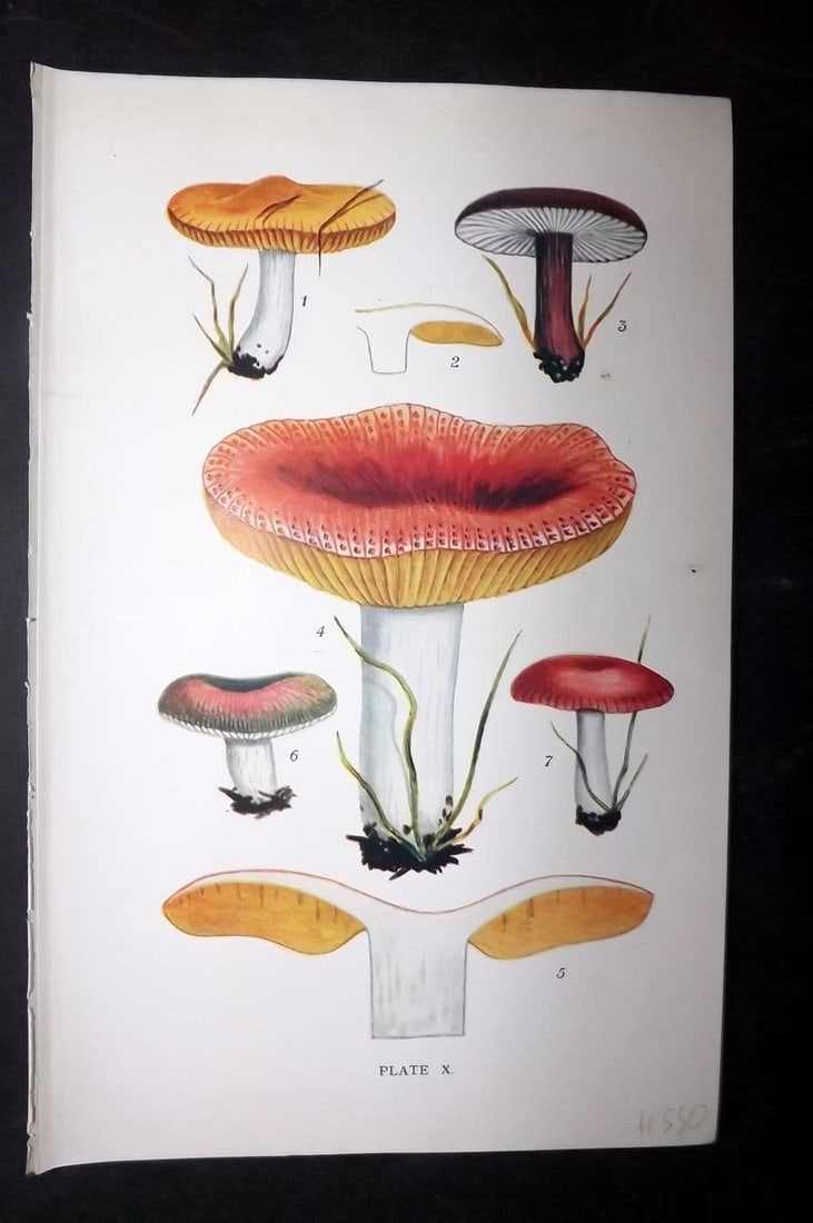 Massee, George 1911 Mushroom Print. Russula 10: Antique offset Lithograph Published 1911, London for "British Fungi With a Chapter on Lichens" by George Massee. Paper Size: 8 x 5.5 inch (20 x 14cm) Good Condition