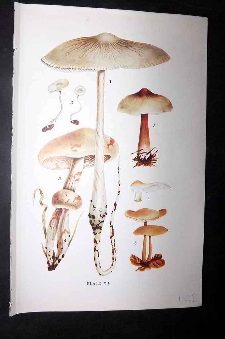 Massee, George 1911 Mushroom Print. Collybia 12: Antique offset Lithograph Published 1911, London for "British Fungi With a Chapter on Lichens" by George Massee. Paper Size: 8 x 5.5 inch (20 x 14cm) Good Condition