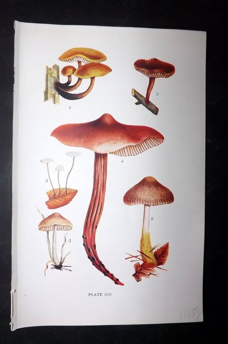 Massee, George 1911 Mushroom Print. Collybia, Marasmius 13: Antique offset Lithograph Published 1911, London for "British Fungi With a Chapter on Lichens" by George Massee. Paper Size: 8 x 5.5 inch (20 x 14cm) Good Condition