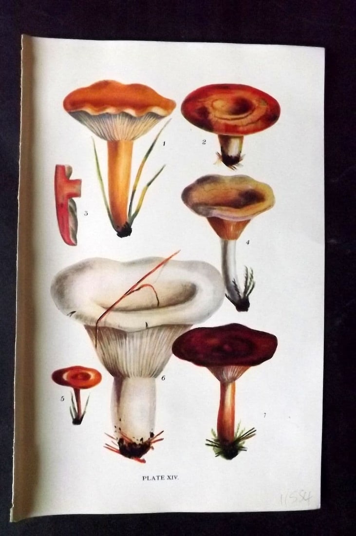 Massee, George 1911 Mushroom Print. Lactarius 14: Antique offset Lithograph Published 1911, London for "British Fungi With a Chapter on Lichens" by George Massee. Paper Size: 8 x 5.5 inch (20 x 14cm) Good Condition