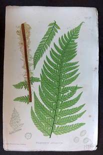 Moore & Bradbury 1860 Nature Printed Fern. Polystichum Aculeatum 16: Antique Nature Printed Electrotype Published 1859-60 by Bradbury & Evans, London for "The Octavo Nature-Printed British Ferns" by Thomas Moore. Printed by Henry Bradbury. Paper Size: 9.5 x 6 inch (24