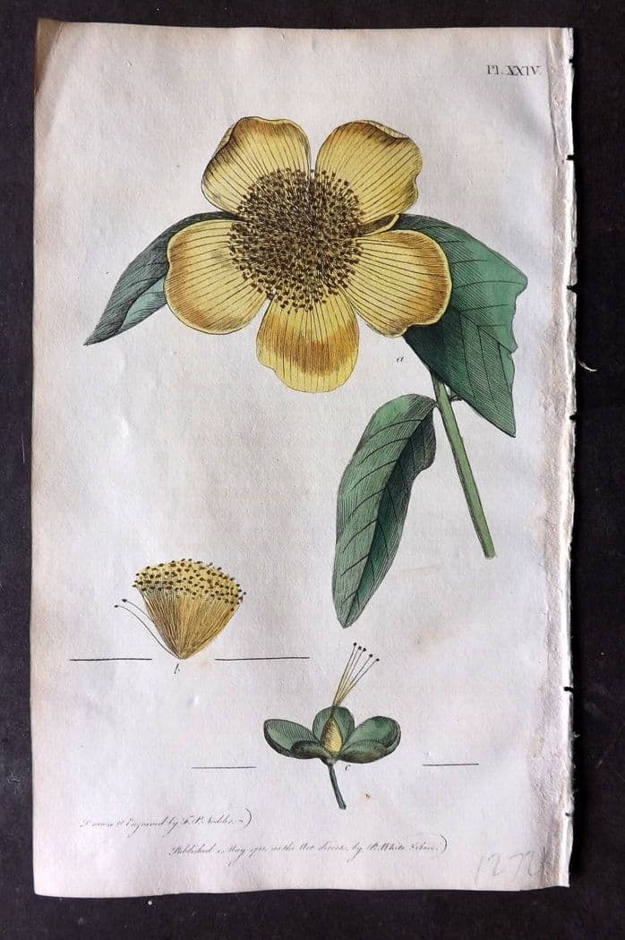 Nodder & Martyn 1815 Hand Col Botanical Print. Garden Tustan 24: Antique Copper Plate Published 1815, London for "Thirty-eight Plates, with Explanations, Intended to Illustrate Linnaeus's System of Vegetables" by Thomas Martyn. Drawn & Engraved by Frederick Polydor