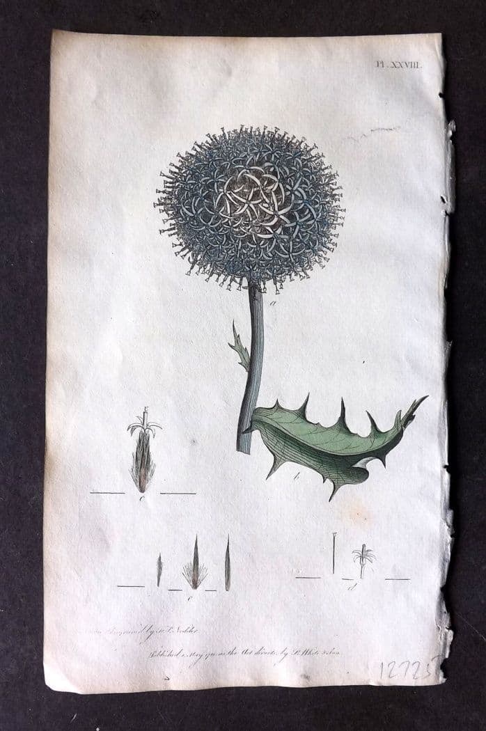 Nodder & Martyn 1815 Hand Col Botanical Print. Globe Thistle 28: Antique Copper Plate Published 1815, London for "Thirty-eight Plates, with Explanations, Intended to Illustrate Linnaeus's System of Vegetables" by Thomas Martyn. Drawn & Engraved by Frederick Polydor
