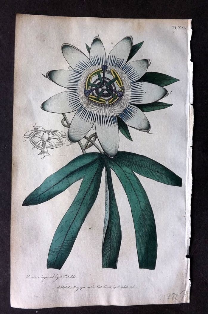 Nodder & Martyn 1815 Hand Col Botanical Print. Blue Passion Flower 30 (1 of 1)