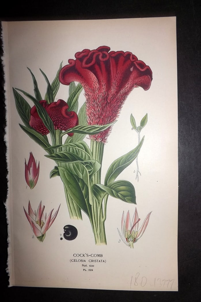 Step 1897 Antique Botanical Print. Cock's Comb. Celosia Cristata 229: Chromolithograph Published 1896-97 by Frederick Warne & Co., London for "Favourite Flowers of Garden and Greenhouse" by Edward Step and William Watson. Paper Size: 9.5 x 6 inch (24 x 15cm) Good Condit