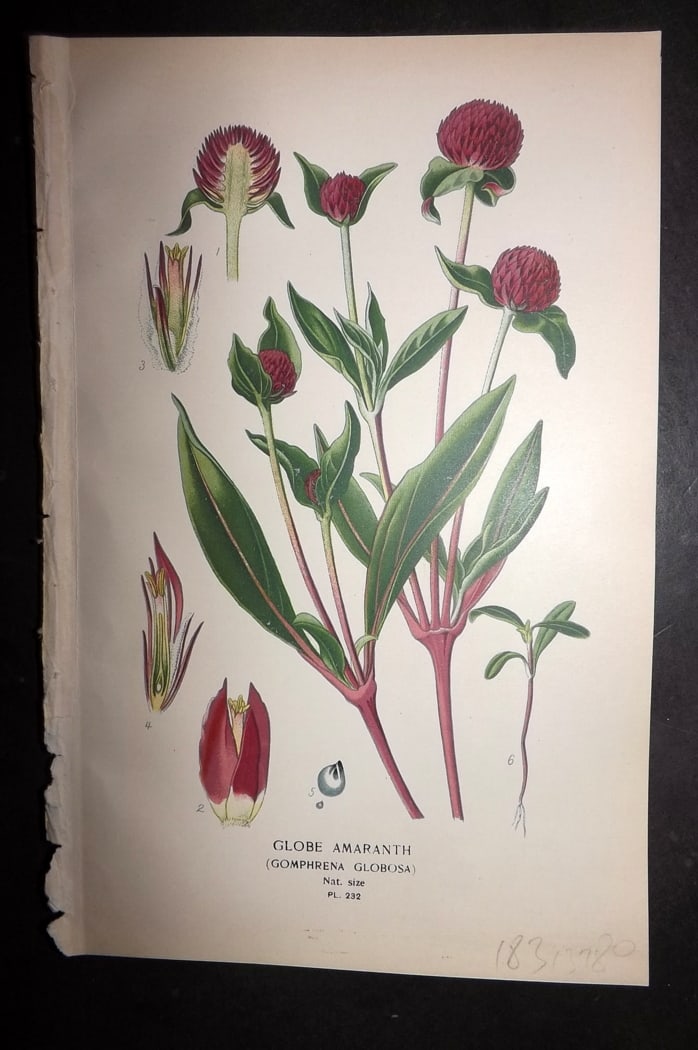 Step 1897 Antique Botanical Print. Globe Amaranth 232: Chromolithograph Published 1896-97 by Frederick Warne & Co., London for "Favourite Flowers of Garden and Greenhouse" by Edward Step and William Watson. Paper Size: 9.5 x 6 inch (24 x 15cm) Good Condit