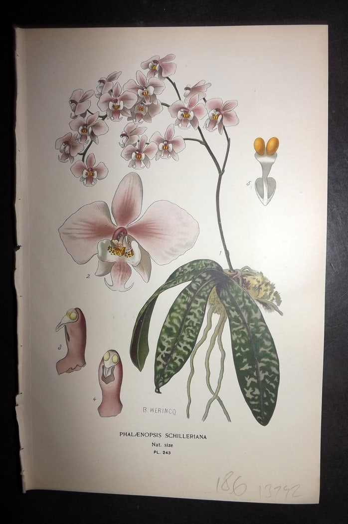 Step 1897 Antique Botanical Print. Phalaenopsis Schilleriana. Orchid 243: Chromolithograph Published 1896-97 by Frederick Warne & Co., London for "Favourite Flowers of Garden and Greenhouse" by Edward Step and William Watson. Paper Size: 9.5 x 6 inch (24 x 15cm) Good Condit