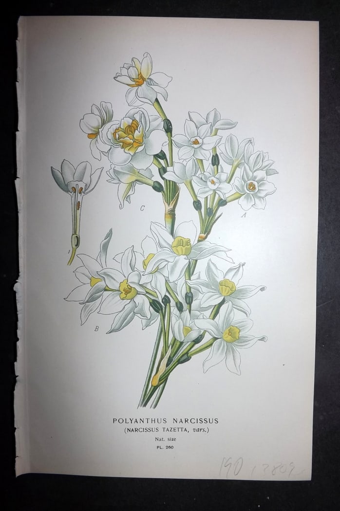 Step 1897 Antique Botanical Print. Polyanthus Narcissus 260: Chromolithograph Published 1896-97 by Frederick Warne & Co., London for "Favourite Flowers of Garden and Greenhouse" by Edward Step and William Watson. Paper Size: 9.5 x 6 inch (24 x 15cm) Good Condit