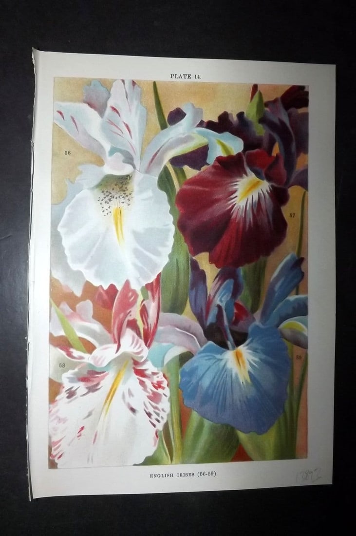 Weathers, John 1905 Botanical Print. English Irises 14 Iris (1 of 1)