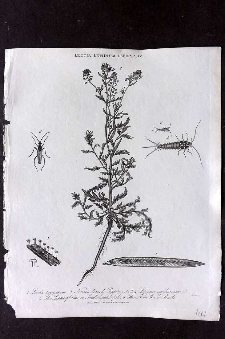 Wilkes, John 1813 Antique Botanical Print. Loetia, Pepperwort, Lepisma, Small Headed Fish, Noon Wood: Copper Plate Published 1796-1828 London for "Encyclopaedia Londinensis, or universal dictionary of arts, sciences and literature" by John Wilkes et al. Paper Size: 10 x 8 inch (26 x 20cm) Good Conditi