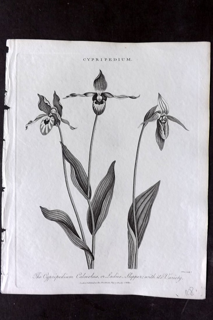 Wilkes, John 1803 Antique Botanical Print. Cypripedium Calceolus. Ladies Slipper Orchid (1 of 1)