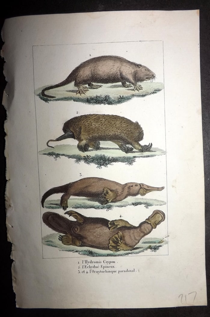 Buffon & Lacepede 1819 Hand Col Print. Duckbill Platypus, Echnida Australia: Hand Colored Etching with Engraving Published 1819-22, Paris for "Oeuvres compl?tes de Buffon" by the Comte de Buffon and Bernard Germain de Lacepede. Paper Size: 8 x 5 inch (20 x 13cm) Good Condition