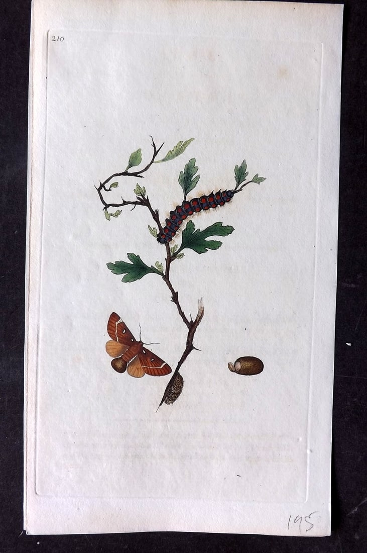 Donovan, Edward C1800 HCol Print. Little Egger Moth 210 (1 of 1)