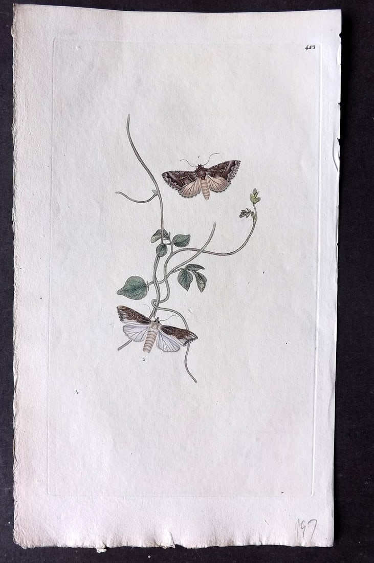 Donovan, Edward C1800 HCol Print. White Backed Moth 453 (1 of 1)
