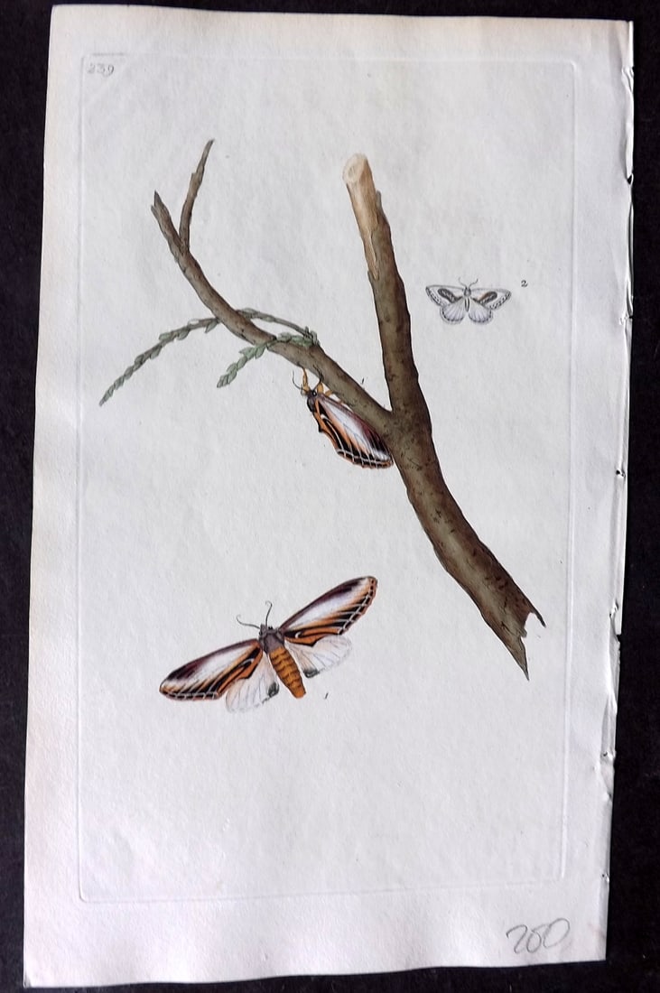 Donovan, Edward C1800 HCol Print. Swallow Prominent Moth 239 (1 of 1)