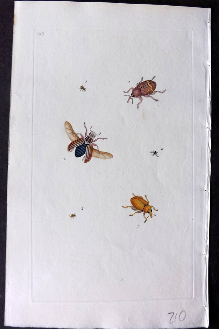 Donovan, Edward C1800 HCol Print. Red Curculio Insectts 389: Hand Colored Etching Published 1796-1813, London for "The Natural History of British Insects" by Edward Donovan. With accompanying descriptive text. Paper Size: 9.5 x 6 inch (24 x 15cm) Good Condition