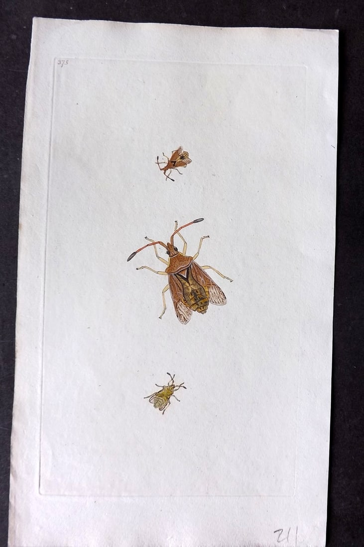 Donovan, Edward C1800 HCol Print. Fawn-Coloured Clover Bug 375: Hand Colored Etching Published 1796-1813, London for "The Natural History of British Insects" by Edward Donovan. With accompanying descriptive text. Paper Size: 9.5 x 6 inch (24 x 15cm) Good Condition