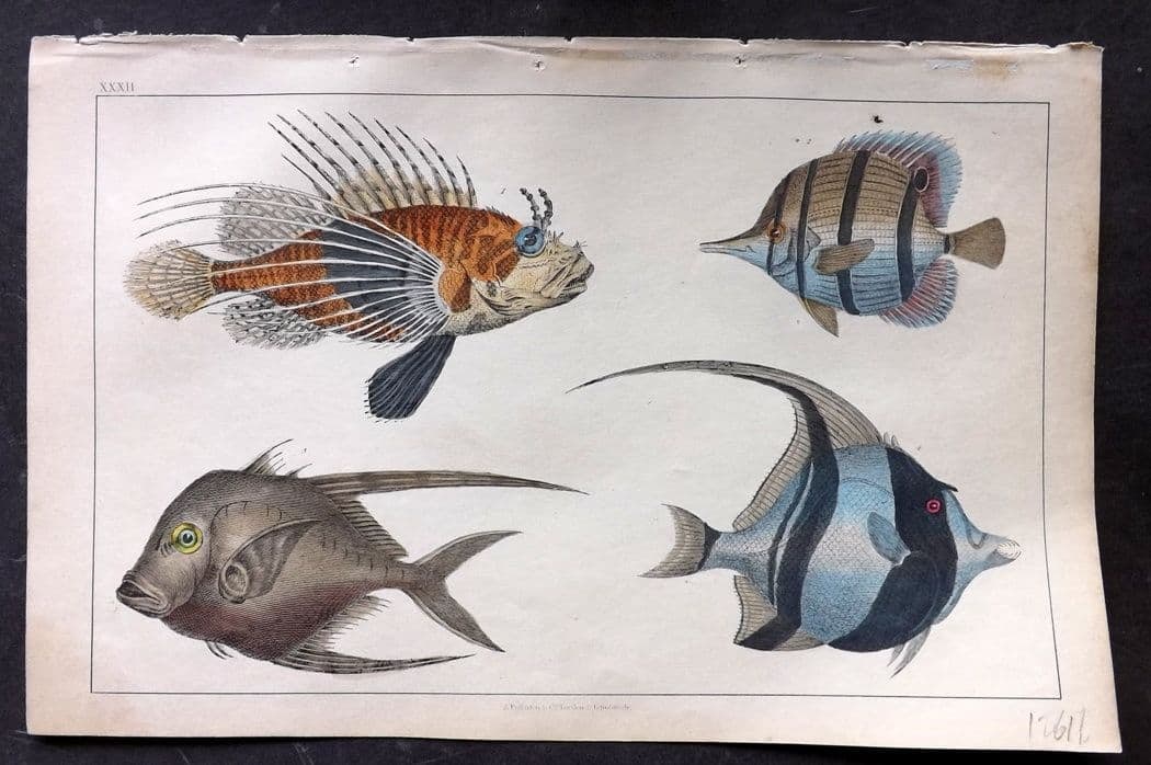 Goldsmith, Oliver C1850 Hand Col Print. Scorpena, Chaetodon Fish 32: Antique Etching/Engraving Published C1850 by A. Fullarton & Co., London for "A History of the Earth and Animated Nature" by Oliver Goldsmith. Fine hand colour as issued. Paper Size: 10 x 6 inch (25 x 