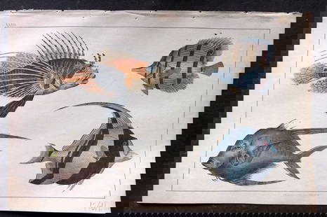 Goldsmith, Oliver C1850 Hand Col Print. Scorpena, Chaetodon Fish 32: Antique Etching/Engraving Published C1850 by A. Fullarton & Co., London for "A History of the Earth and Animated Nature" by Oliver Goldsmith. Fine hand colour as issued. Paper Size: 10 x 6 inch (25 x