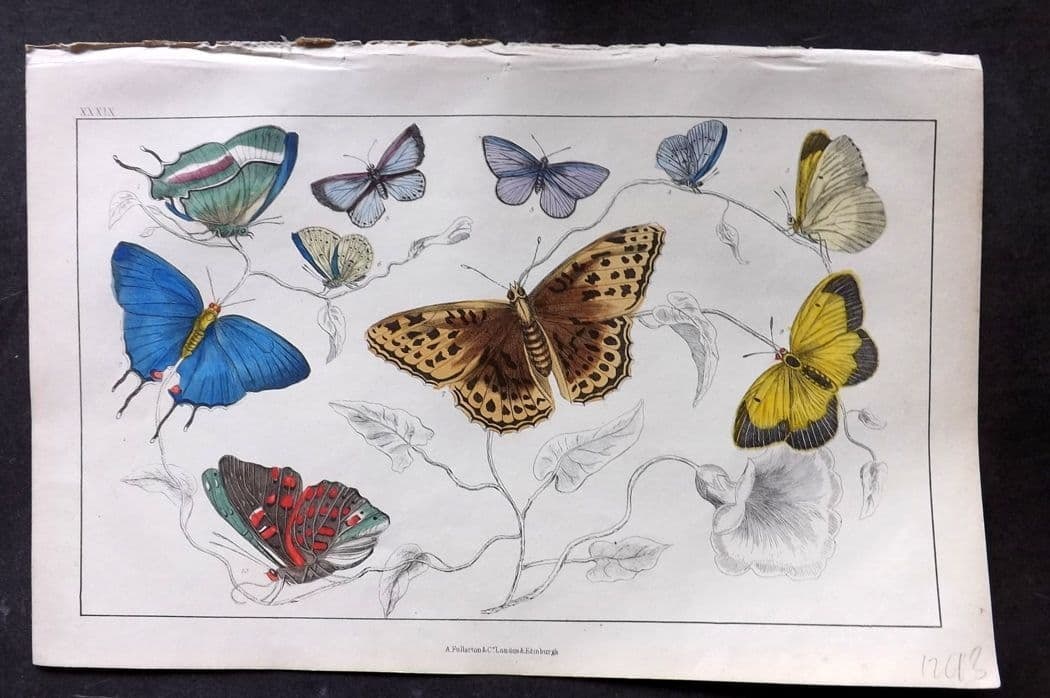 Goldsmith, Oliver C1850 Hand Col Print. Royal, Azure Butterflies 39: Antique Etching/Engraving Published C1850 by A. Fullarton & Co., London for "A History of the Earth and Animated Nature" by Oliver Goldsmith. Fine hand colour as issued. Paper Size: 10 x 6 inch (25 x 