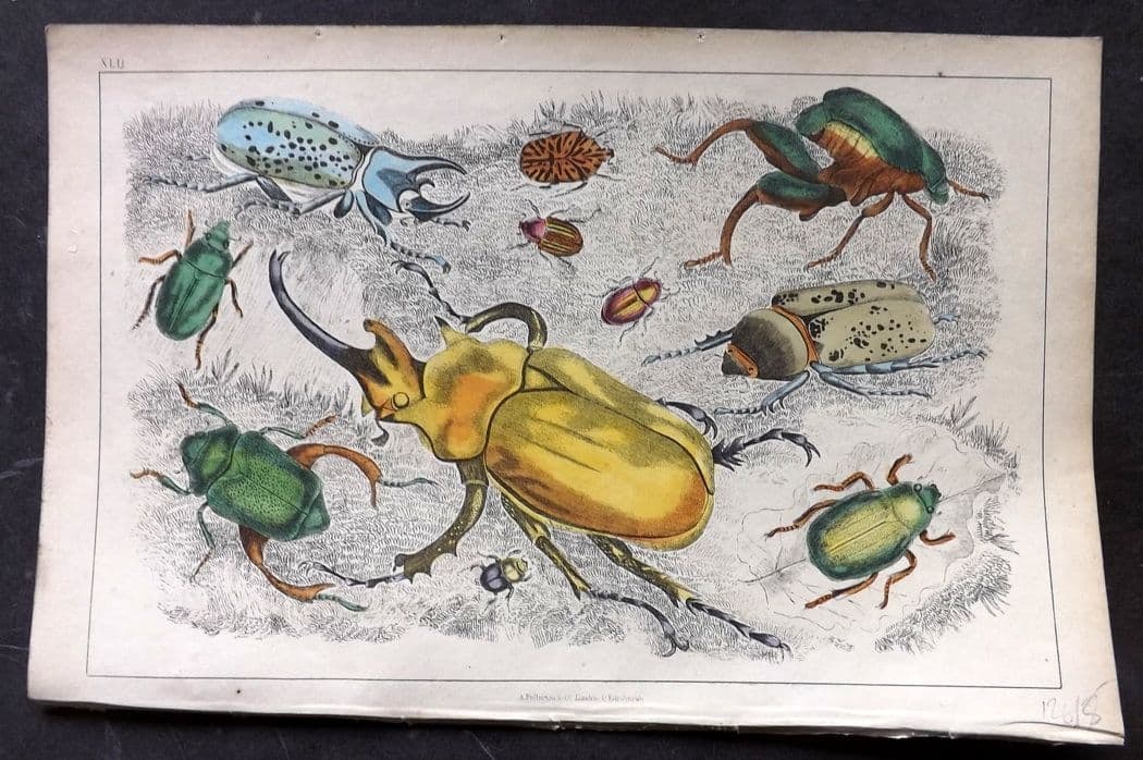Goldsmith, Oliver C1850 Hand Col Print. Gigantic, Golden Beetles 42 Insects: Antique Etching/Engraving Published C1850 by A. Fullarton & Co., London for "A History of the Earth and Animated Nature" by Oliver Goldsmith. Fine hand colour as issued. Paper Size: 10 x 6 inch (25 x 