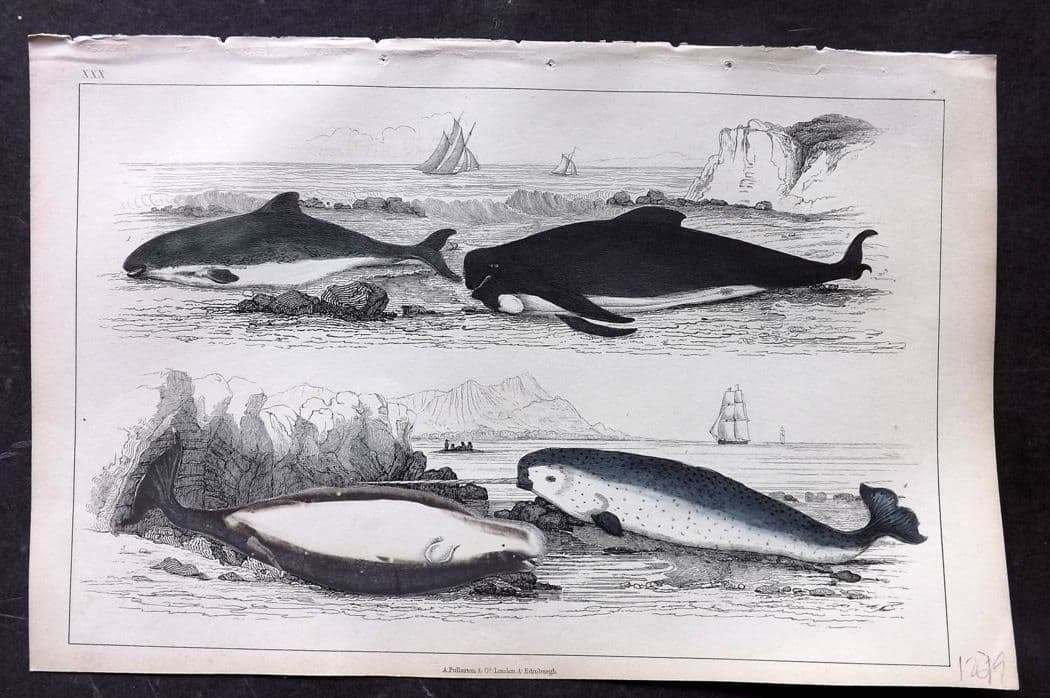 Goldsmith, Oliver C1850 Hand Col Print. Common Porpoise, White Whale, Narwhal 30: Antique Etching/Engraving Published C1850 by A. Fullarton & Co., London for "A History of the Earth and Animated Nature" by Oliver Goldsmith. Fine hand colour as issued. Paper Size: 10 x 6 inch (25 x 