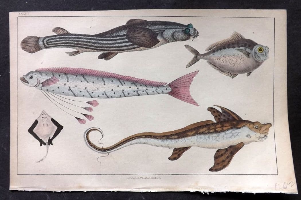 Goldsmith, Oliver C1850 Hand Col Print. Anableps, Raia. Zeus Fish 33.: Antique Etching/Engraving Published C1850 by A. Fullarton & Co., London for "A History of the Earth and Animated Nature" by Oliver Goldsmith. Fine hand colour as issued. Paper Size: 10 x 6 inch (25 x 