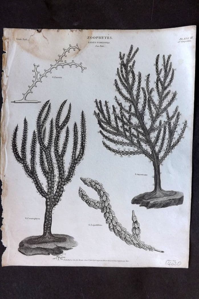 Rees, Abraham 1820 Antique Print. Zoophytes - Gorgonia, Sea Fan, Corals 02 (1 of 1)
