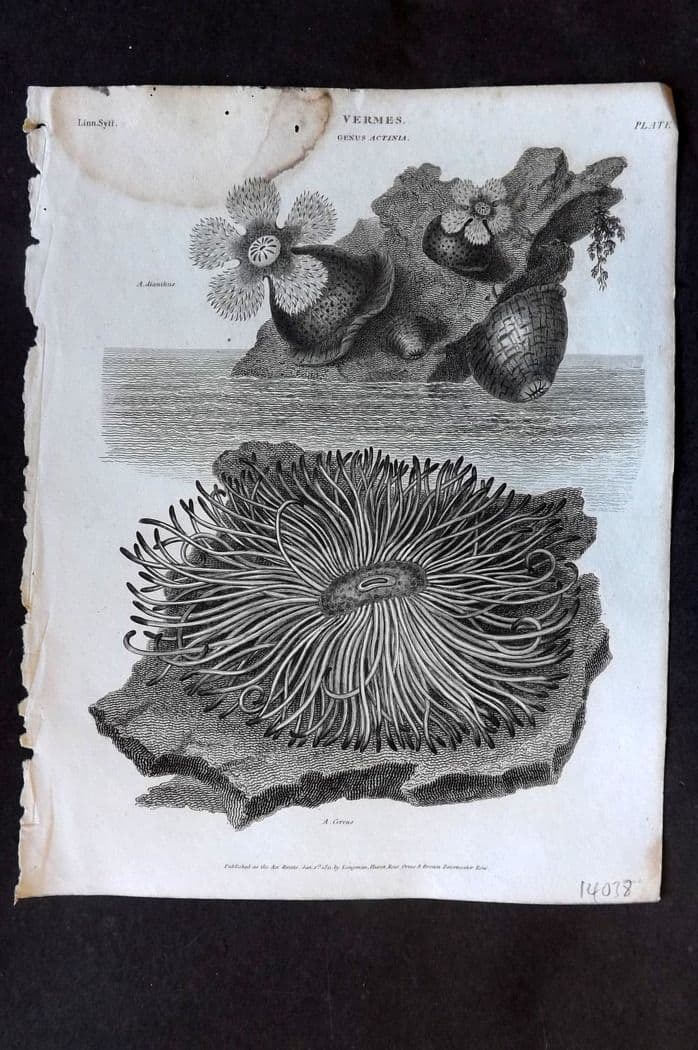Rees, Abraham 1820 Antique Print. Vermes - Actinia, Sea Anemones 58 (1 of 1)