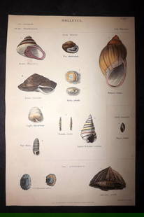 Richardson, John 1862 HCol Print. Shells 07: Antique Steel Engraving/Etching Published 1859-62 by William Mackenzie, Edinburgh & London for "The Museum of Natural History" by John Richardson. Fine hand colour as issued. Paper Size: 10.5 x 7.5 in
