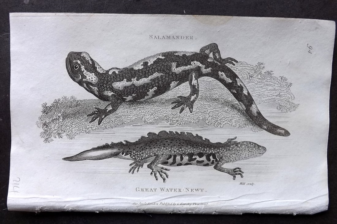 Shaw, George 1809 Antique Print. Salamander, Great Water Newt 94: Copper Plate Published 1809 by G.Kearsley, London for "Zoological Lectures..." by George Shaw. Paper Size: 8 x 5 inch (21 x 13cm) Tiny water stain in top margin. Good Condition