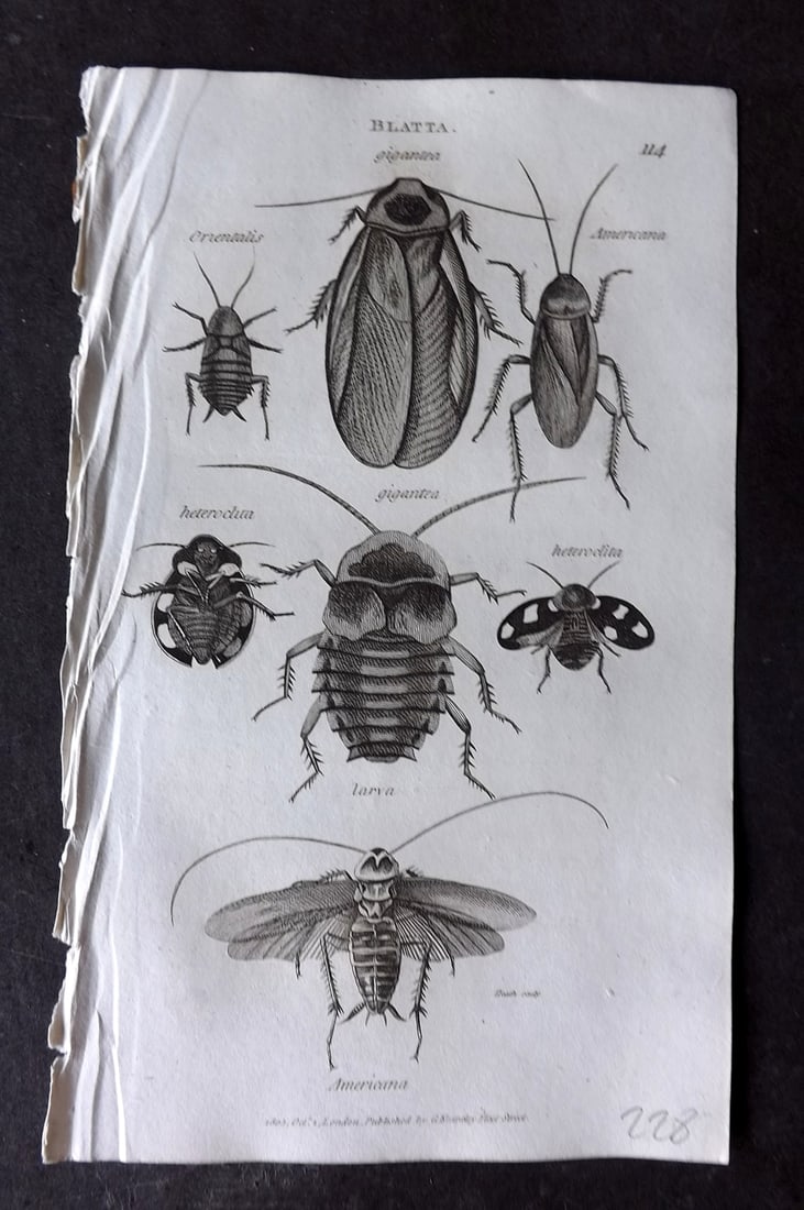 Shaw, George 1809 Antique Print. Blatta Insects 114: Copper Plate Published 1809 by G.Kearsley, London for "Zoological Lectures..." by George Shaw. Paper Size: 8 x 5 inch (21 x 13cm) Good Condition