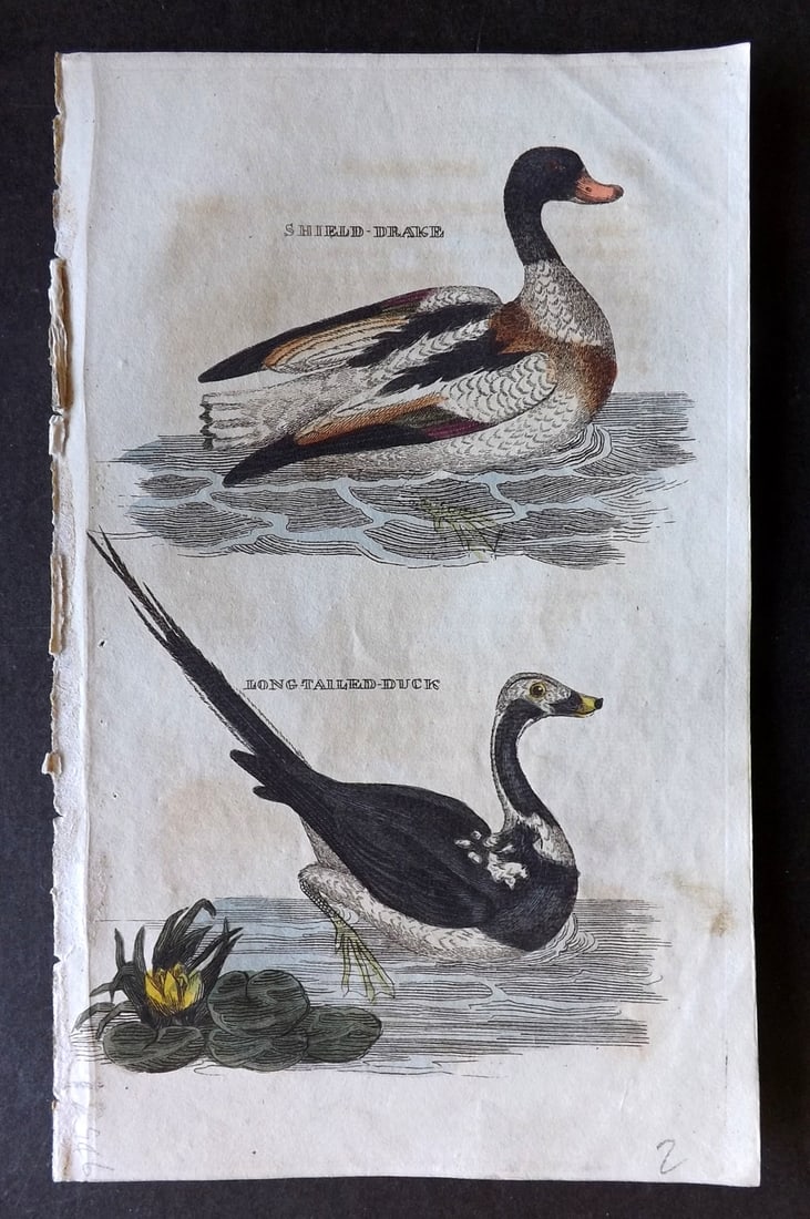 Brightly (Pub) 1815 Hand Coloured Bird Print. Shield Drake, Long Tailed Duck (1 of 1)